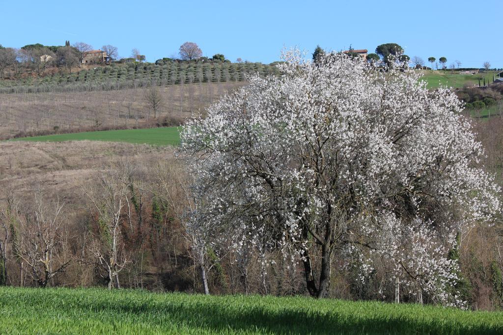 Villa Fattoria Di Rigone Coltavolino Exterior foto